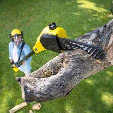 Best Tree Health Inspection  in Mount Pleasant, SC