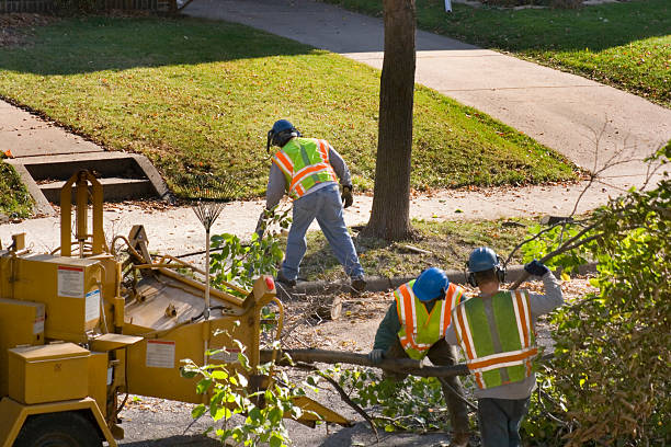 Best Lawn Drainage Solutions  in Mount Pleasant, SC